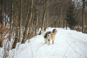 Portrait of Australian Shepherd puppy walking in snow in Beskydy mountains, Czech Republic. Dog's view into the camera photo