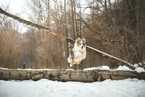 Pure happiness of an Australian Shepherd puppy jumping over a fallen tree in a snowy forest during December in the Czech Republic. Close-up of a dog jumping photo