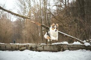 Pure happiness of an Australian Shepherd puppy jumping over a fallen tree in a snowy forest during December in the Czech Republic. Close-up of a dog jumping photo