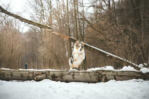 Pure happiness of an Australian Shepherd puppy jumping over a fallen tree in a snowy forest during December in the Czech Republic. Close-up of a dog jumping photo