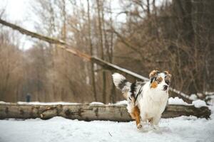 Pure happiness of an Australian Shepherd puppy jumping over a fallen tree in a snowy forest during December in the Czech Republic. Close-up of a dog jumping photo