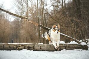 Pure happiness of an Australian Shepherd puppy jumping over a fallen tree in a snowy forest during December in the Czech Republic. Close-up of a dog jumping photo