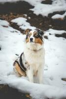 retrato de un australiano pastor perrito sentado en el nieve en beskydy montañas, checo república. ver de perro en su propietario y cortésmente esperando foto