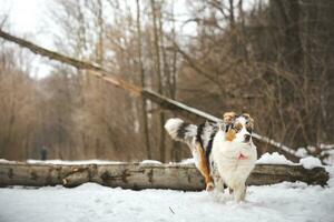 Pure happiness of an Australian Shepherd puppy jumping over a fallen tree in a snowy forest during December in the Czech Republic. Close-up of a dog jumping photo