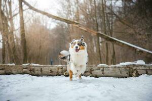 puro felicidad de un australiano pastor perrito saltando terminado un caído árbol en un Nevado bosque durante diciembre en el checo república. de cerca de un perro saltando foto