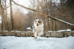 Pure happiness of an Australian Shepherd puppy jumping over a fallen tree in a snowy forest during December in the Czech Republic. Close-up of a dog jumping photo