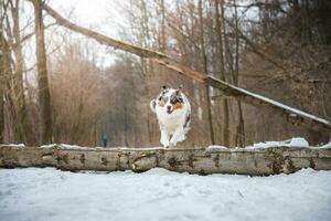 puro felicidad de un australiano pastor perrito saltando terminado un caído árbol en un Nevado bosque durante diciembre en el checo república. de cerca de un perro saltando foto