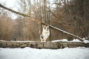Pure happiness of an Australian Shepherd puppy jumping over a fallen tree in a snowy forest during December in the Czech Republic. Close-up of a dog jumping photo