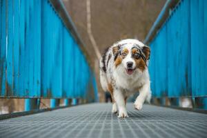 Fearful expression of an Australian Shepherd puppy walking across a leaky bridge. The lack of self-confidence of a dog. Handling a critical moment photo