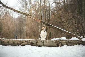 puro felicidad de un australiano pastor perrito saltando terminado un caído árbol en un Nevado bosque durante diciembre en el checo república. de cerca de un perro saltando foto