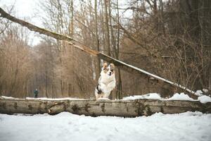 Pure happiness of an Australian Shepherd puppy jumping over a fallen tree in a snowy forest during December in the Czech Republic. Close-up of a dog jumping photo