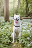 White Siberian Husky with piercing blue eyes fed by his owner while the dog sits in a tree. Candid portrait of a white snow dog photo