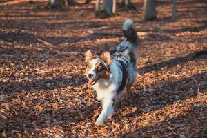 Portrait of Australian Shepherd puppy running in the forest with smiling and sticking out tongue in Beskydy mountains, Czech Republic. Joy of movement photo