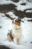 retrato de un australiano pastor perrito sentado en el nieve en beskydy montañas, checo república. ver de perro en su propietario y cortésmente esperando foto