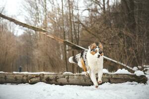 Pure happiness of an Australian Shepherd puppy jumping over a fallen tree in a snowy forest during December in the Czech Republic. Close-up of a dog jumping photo