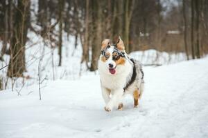 Portrait of Australian Shepherd puppy running in snow in Beskydy mountains, Czech Republic. Dog's view into the camera photo