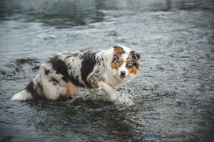 Portrait of Australian Shepherd puppy bathing in water in Beskydy mountains, Czech Republic. Enjoying the water and looking for his master photo