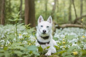 White Siberian Husky with piercing blue eyes fed by his owner while the dog sits in a tree. Candid portrait of a white snow dog photo