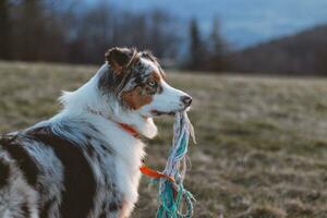 Cute portrait of an Australian Shepherd holding his favourite toy in his mouth and watching the sunset. A colourful puppy and an intrigued look photo