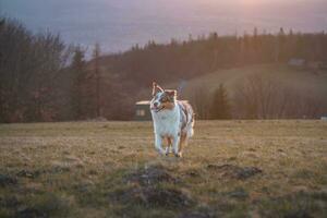 Portrait of an Australian Shepherd puppy with smiling face at sunset on top of a mountain in Beskydy mountains, Czech Republic photo