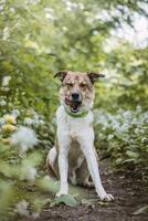 Portrait of a White and brown dog with a sad expression in a woodland covered with flowering bear garlic. Funny views of four-legged pets photo