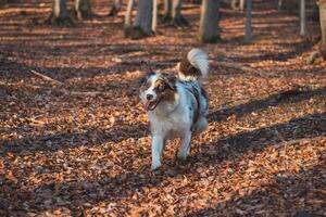 Portrait of Australian Shepherd puppy running in the forest with smiling and sticking out tongue in Beskydy mountains, Czech Republic. Joy of movement photo