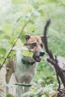 Portrait of a White and brown dog with a sad expression in a woodland covered with flowering bear garlic. Funny views of four-legged pets photo