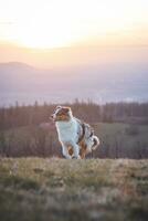 Portrait of an Australian Shepherd puppy running in a field with a smiling face at sunset on top of a mountain in Beskydy mountains, Czech Republic photo