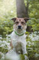 Portrait of a White and brown dog with a sad expression in a woodland covered with flowering bear garlic. Funny views of four-legged pets photo