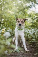 Portrait of a White and brown dog with a sad expression in a woodland covered with flowering bear garlic. Funny views of four-legged pets photo