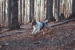 retrato de australiano pastor perrito corriendo en el bosque con sonriente y pega fuera lengua en beskydy montañas, checo república. alegría de movimiento foto