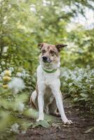 Portrait of a White and brown dog with a sad expression in a woodland covered with flowering bear garlic. Funny views of four-legged pets photo