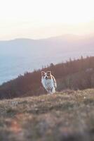 Portrait of an Australian Shepherd puppy running in a field with a smiling face at sunset on top of a mountain in Beskydy mountains, Czech Republic photo