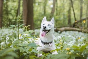 White Siberian Husky with piercing blue eyes fed by his owner while the dog sits in a tree. Candid portrait of a white snow dog photo