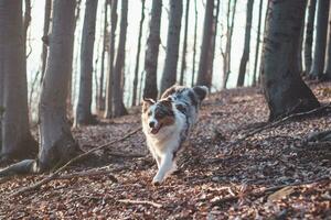 Portrait of Australian Shepherd puppy running in the forest with smiling and sticking out tongue in Beskydy mountains, Czech Republic. Joy of movement photo