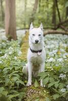 White Siberian Husky with piercing blue eyes fed by his owner while the dog sits in a tree. Candid portrait of a white snow dog photo