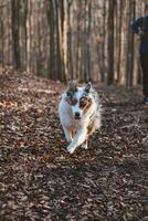 Portrait of Australian Shepherd puppy running in the forest with smiling and sticking out tongue in Beskydy mountains, Czech Republic. Joy of movement photo