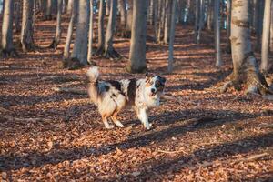 Portrait of Australian Shepherd puppy running in the forest with smiling and sticking out tongue in Beskydy mountains, Czech Republic. Joy of movement photo