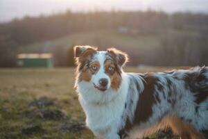 Portrait of an Australian Shepherd puppy with smiling face at sunset on top of a mountain in Beskydy mountains, Czech Republic photo