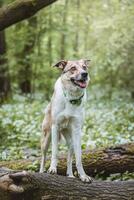 Portrait of a White and brown dog with a sad expression in a woodland covered with flowering bear garlic. Funny views of four-legged pets photo