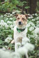 Portrait of a White and brown dog with a sad expression in a woodland covered with flowering bear garlic. Funny views of four-legged pets photo