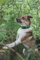 Portrait of a White and brown dog with a sad expression in a woodland covered with flowering bear garlic. Funny views of four-legged pets photo