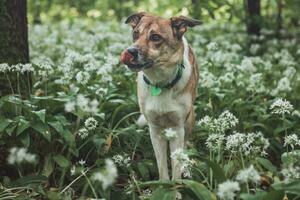 Portrait of a White and brown dog with a sad expression in a woodland covered with flowering bear garlic. Funny views of four-legged pets photo