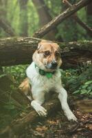 retrato de un blanco y marrón perro con un triste expresión en un bosque cubierto con floración oso ajo. gracioso puntos de vista de de cuatro patas mascotas foto