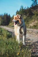 Golden-brown puppy with tongue hanging out on top of the mountain watching the sunset photo