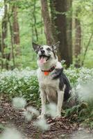 Black and white hybrid husky-malamute enjoying his stay in a woodland environment covered with bear garlic. Different expressions of the dog. Freedom for pet photo