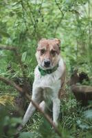 Portrait of a White and brown dog with a sad expression in a woodland covered with flowering bear garlic. Funny views of four-legged pets photo