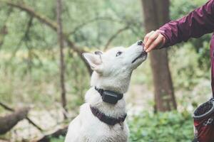 White Siberian Husky with piercing blue eyes fed by his owner while the dog sits in a tree. Candid portrait of a white snow dog photo