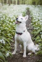 White Siberian Husky with piercing blue eyes standing in a forest full of bear garlic blossoms. Candid portrait of a white snow dog photo