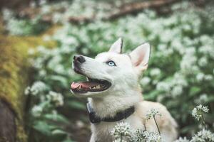 White Siberian Husky with piercing blue eyes standing in a forest full of bear garlic blossoms. Candid portrait of a white snow dog photo